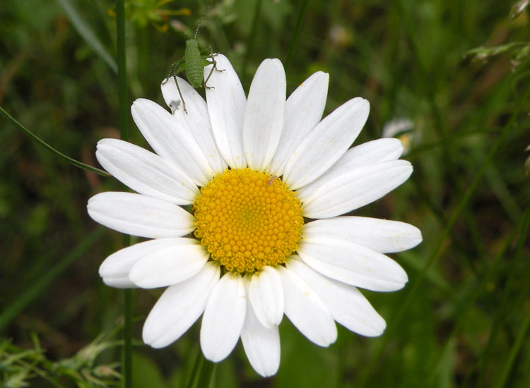 Leucanthemum vulgare / Margherita diploide